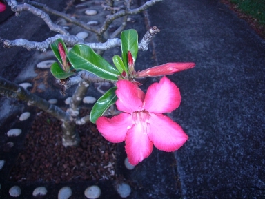 ハワイの花.jpg