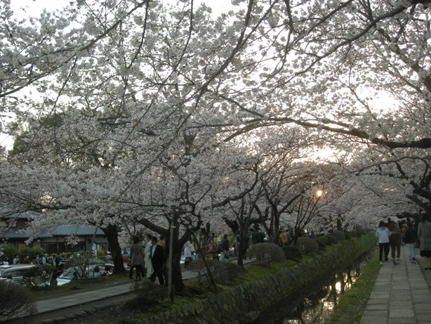 桜４.jpg